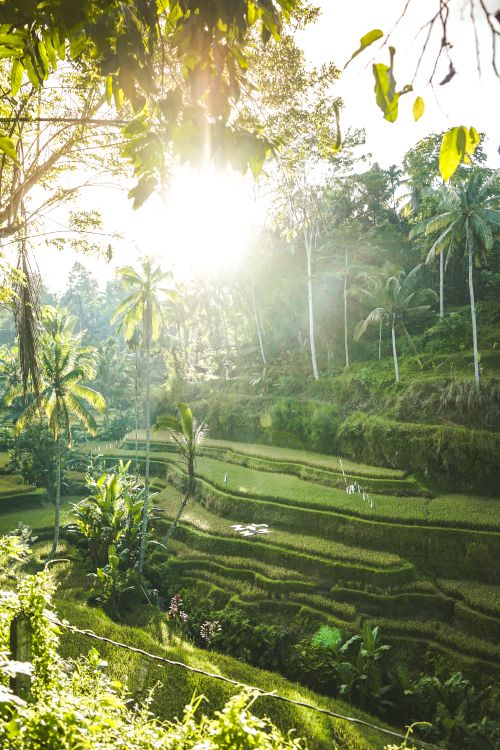Terraced rice fields in Bali, Indonesia