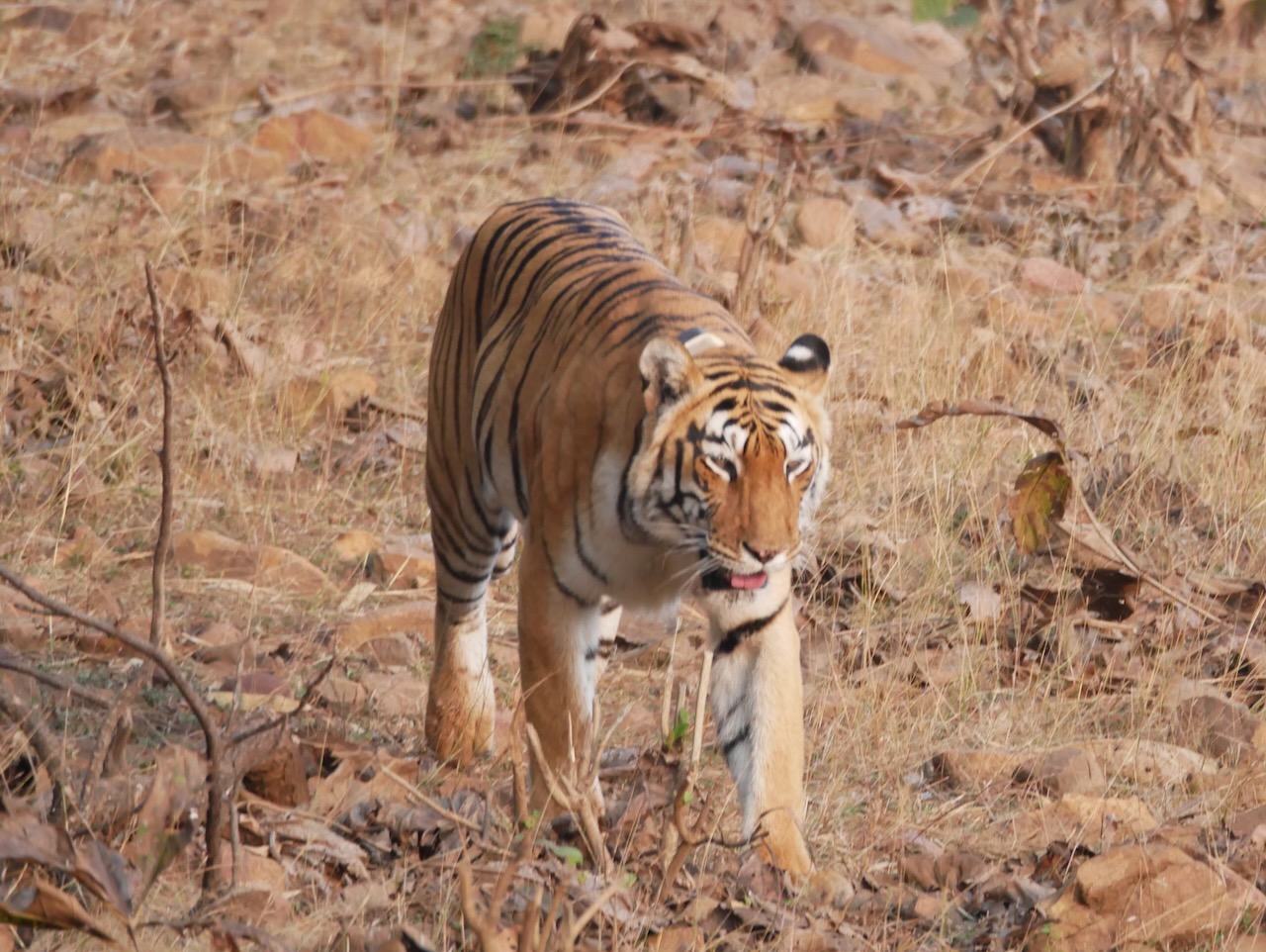 A tiger's direct gaze, walking straight toward the camera